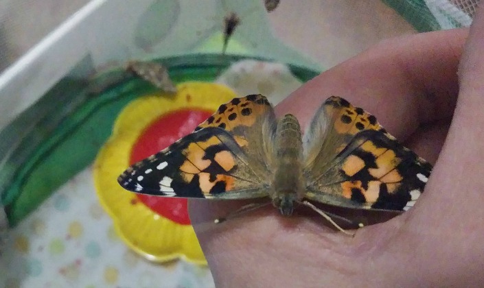 butterfly in hand-raising butterflies