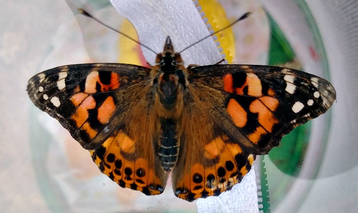 painted lady butterfly-raising butterflies