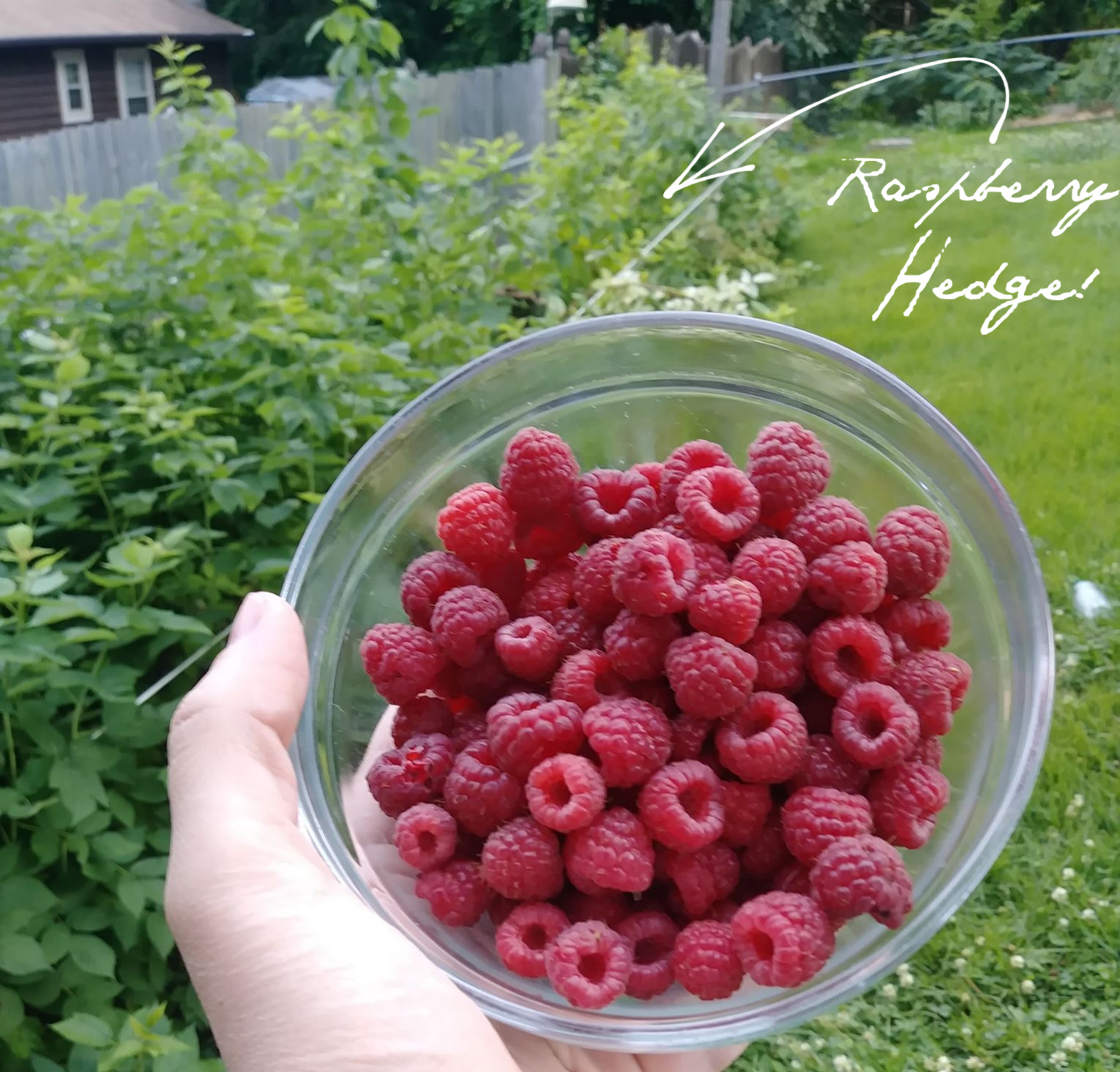 raspberries summer garden